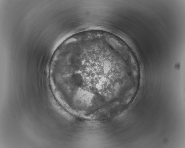 X0000112161198200908281356