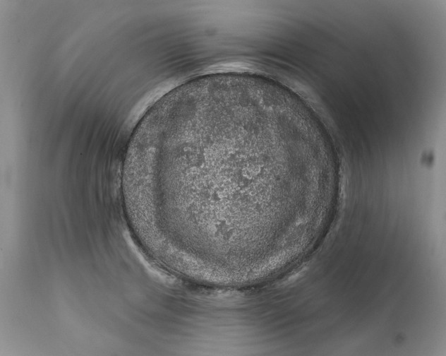 X0000112161233200908281356