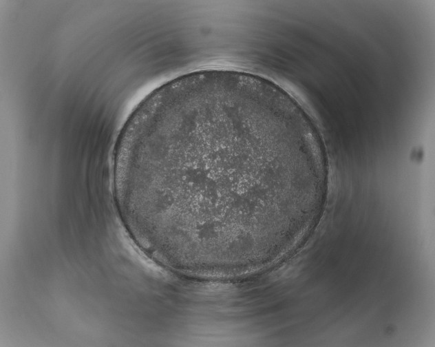 X0000112161238200908281356