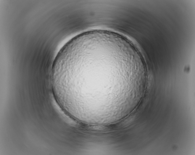 X0000112161295200908281355