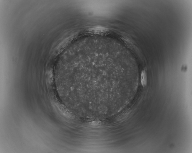 X0000112161395200908281352