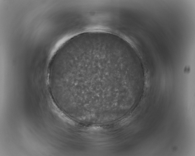 X0000112161462200908281352