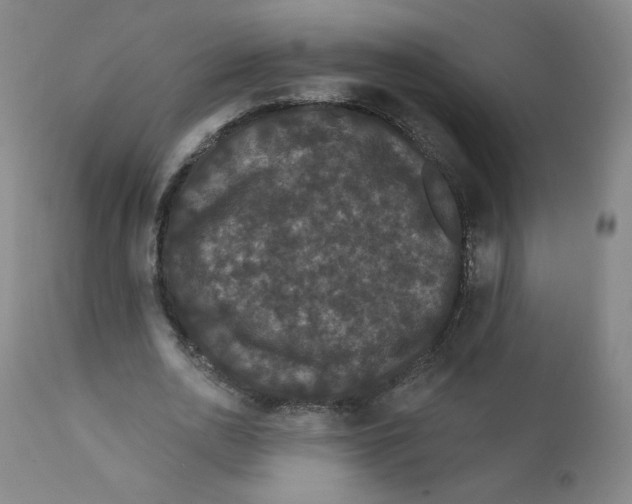 X0000112160726200909041126