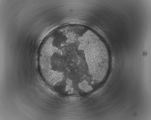X0000112160782200909181446