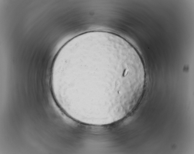 X0000112161007200909181443