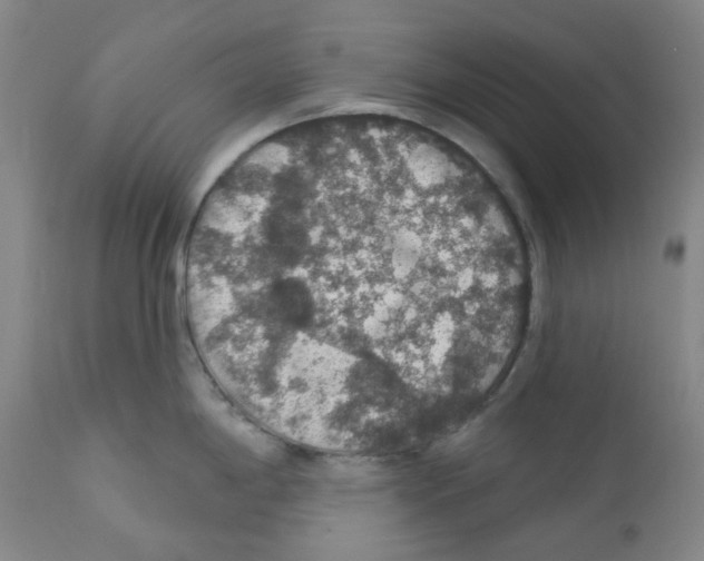 X0000112161198200909181440