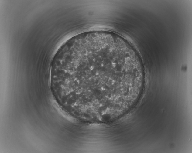 X0000112161227200909181439