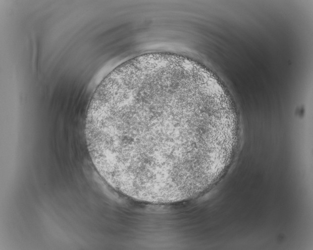 X0000112161529200909181435