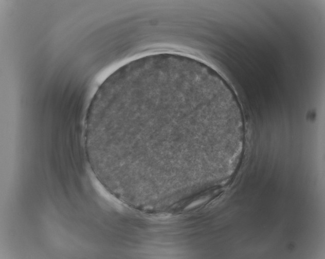 X0000112161535200909181435