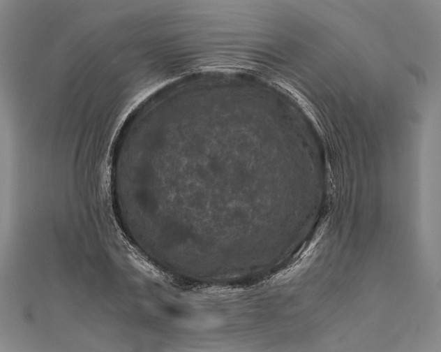 X0000112170779200908211425