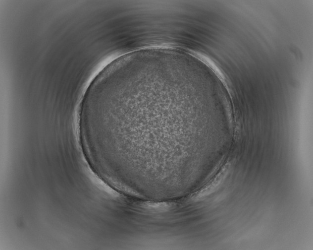 X0000112171243200908211419