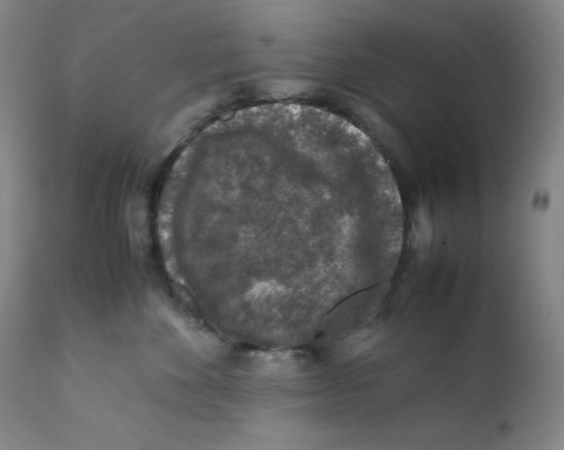 X0000112170524200909041154