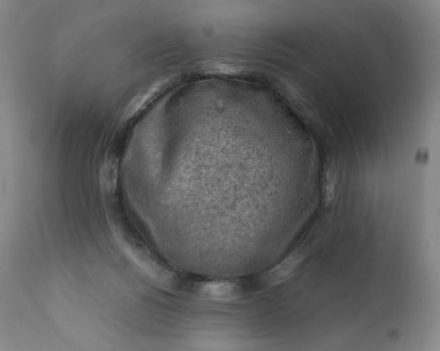 X0000112210168200908211527