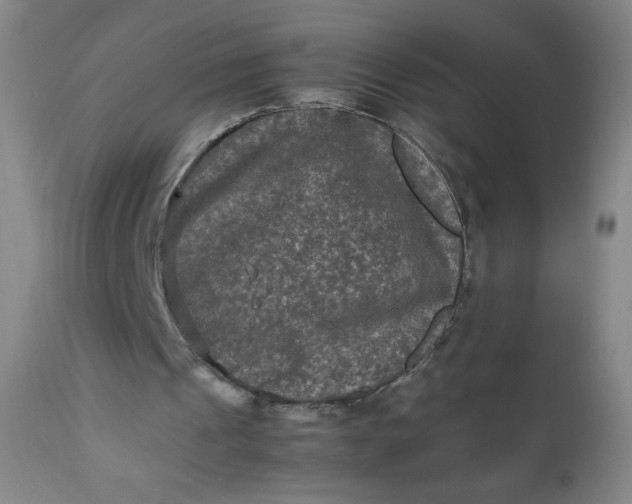 X0000112210241200908211525