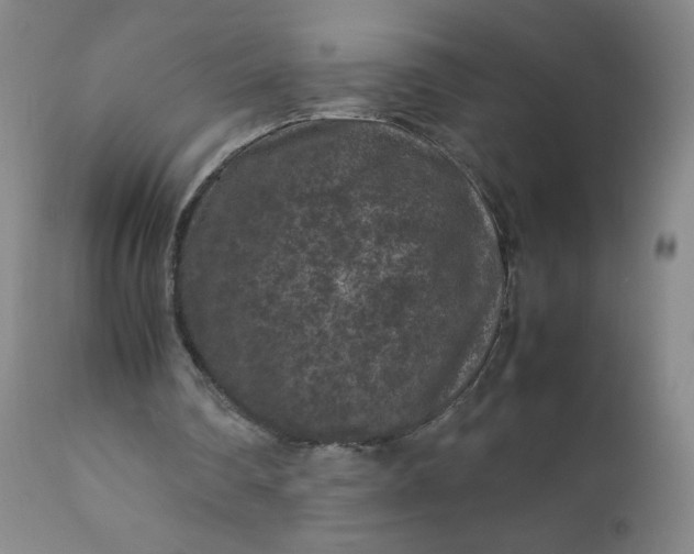 X0000112210290200908211525