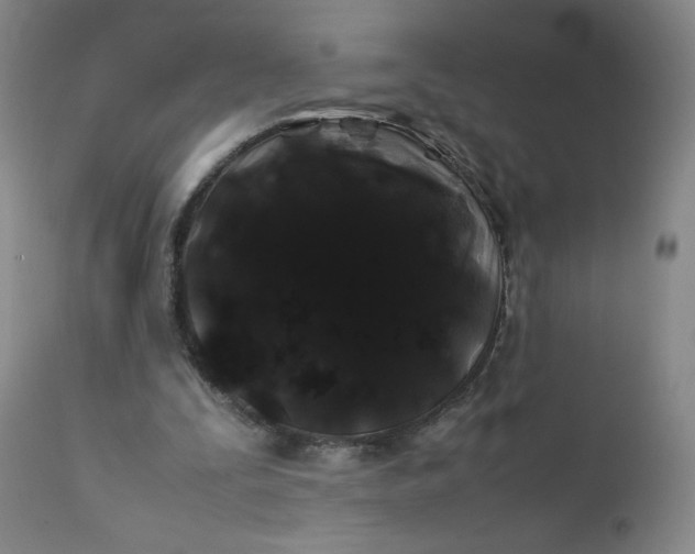 X0000112210295200908211525