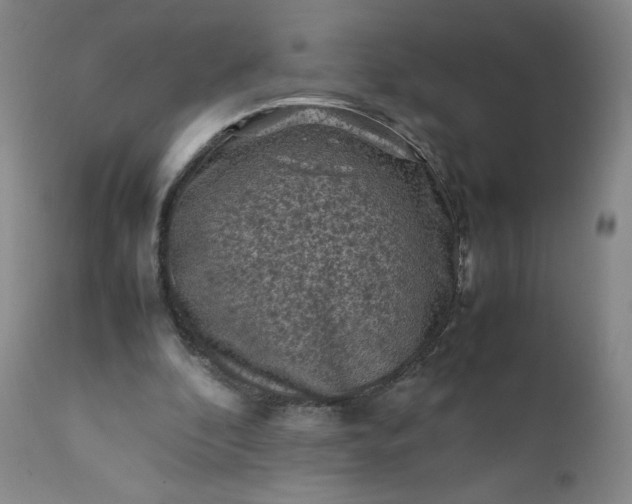 X0000112210296200908211525