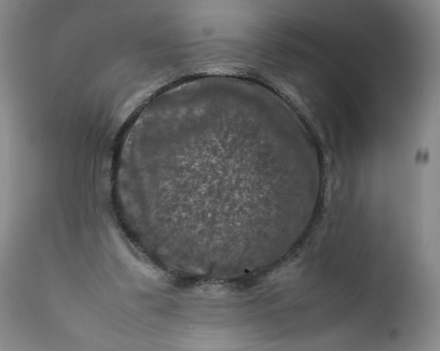 X0000112210299200908211525