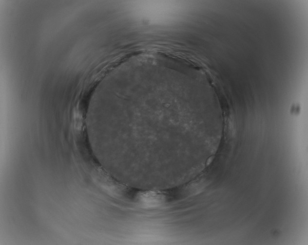 X0000112210331200908211524