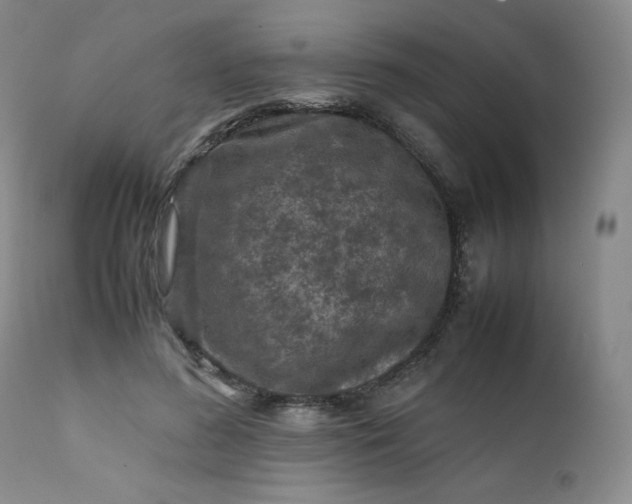 X0000112210596200908211520