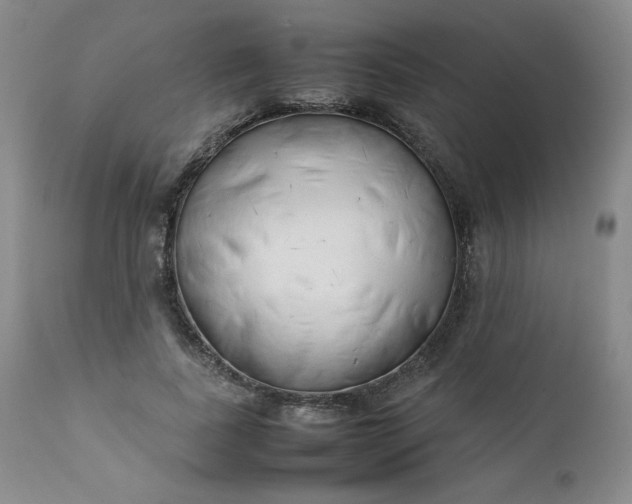 X0000112210739200908211518