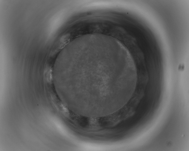 X0000112210766200908211518