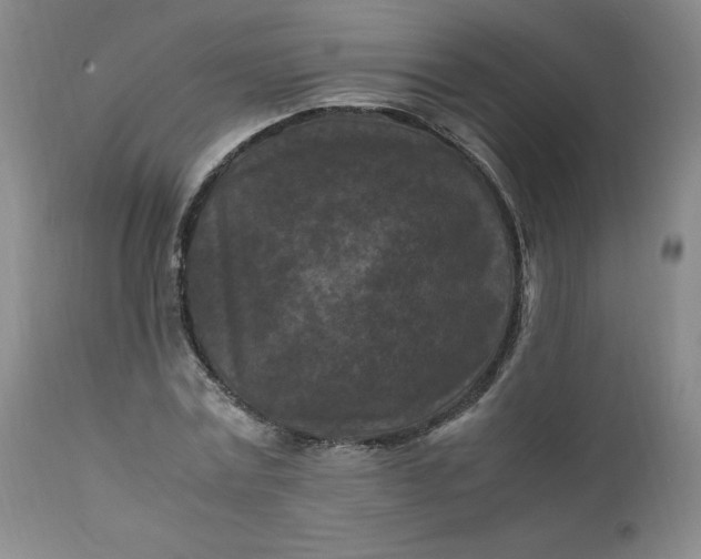 X0000112210779200908211517