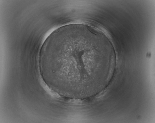 X0000112210907200908211515