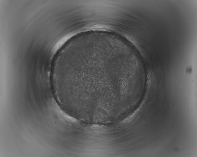 X0000112211066200908211513