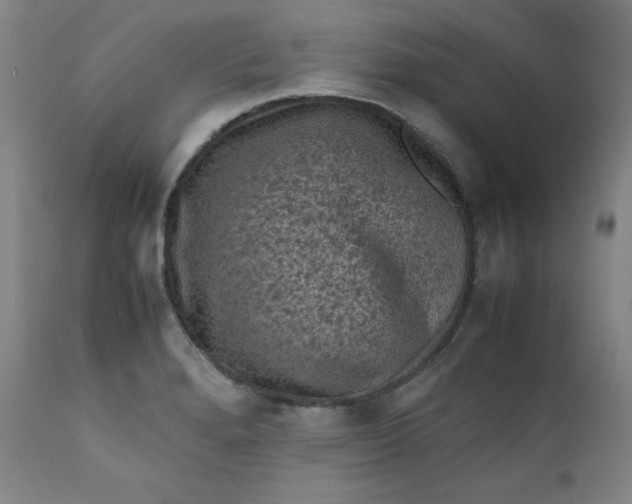 X0000112211280200908211510