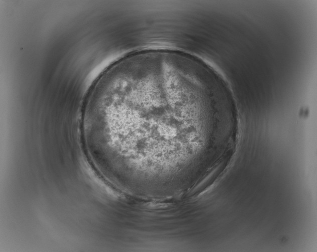 X0000112211325200908211509