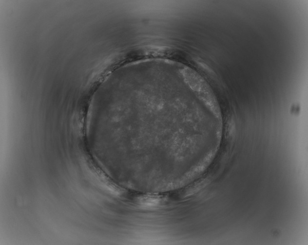 X0000112210661200909041343