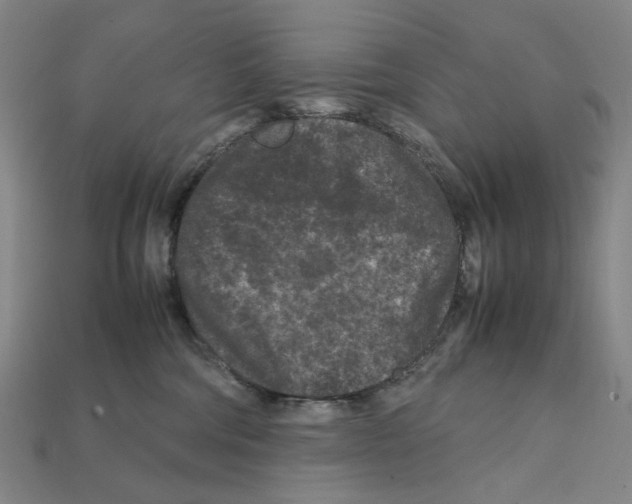 X0000112210330200909181559