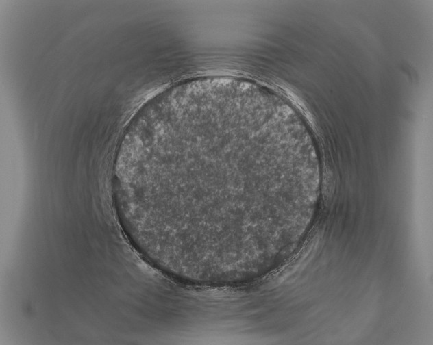 X0000112210385200909181558