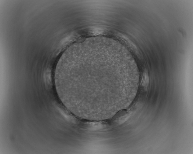 X0000112210524200909181556