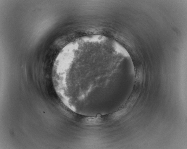 X0000112210526200909181556