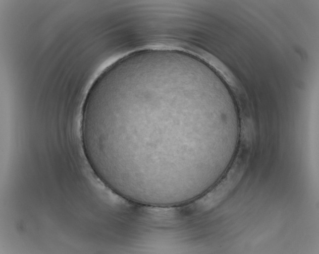 X0000112350856200908131427
