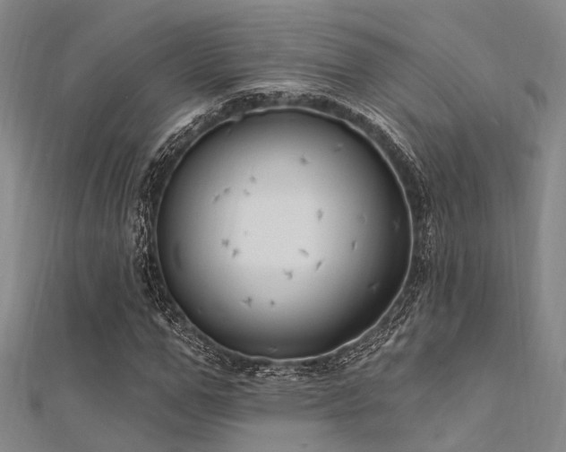 X0000112350967200908131425