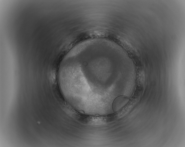 X0000112350709200908271233