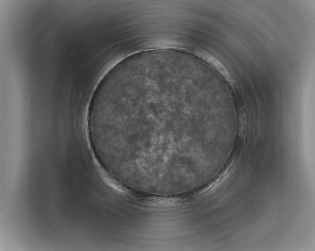 X0000112351039200908271229