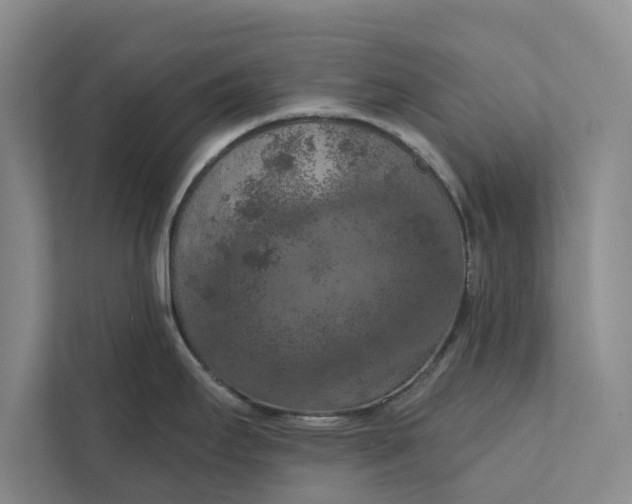 X0000112351295200908271225