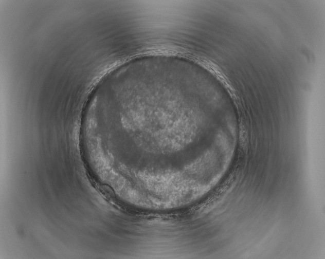 X0000112350434200909031852