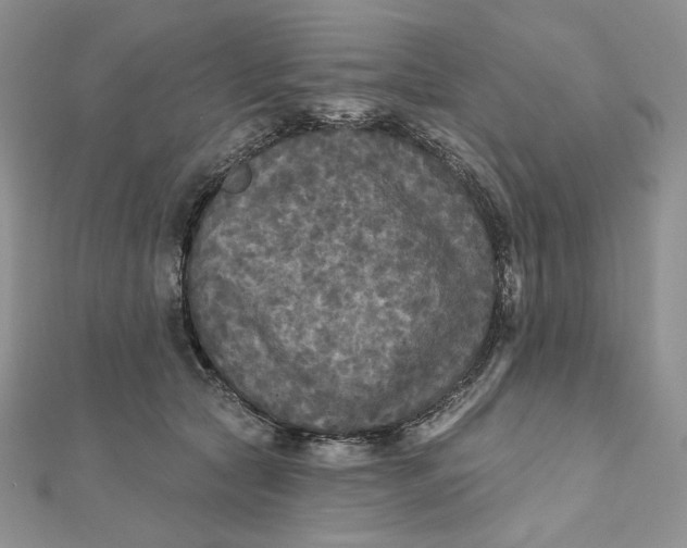 X0000112350561200909031851