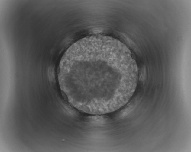 X0000112350524200909101046