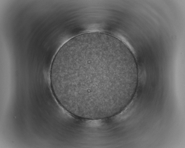 X0000112350810200909101042