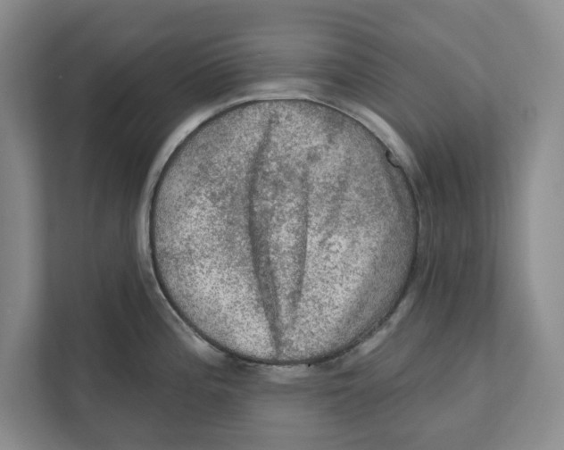 X0000112351196200909101037