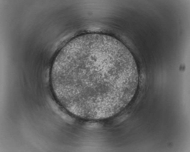 X0000112350454200909241106