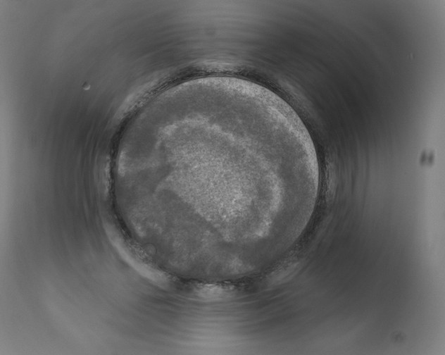 X0000112350494200909241105