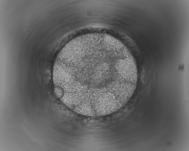 X0000112350821200909241100