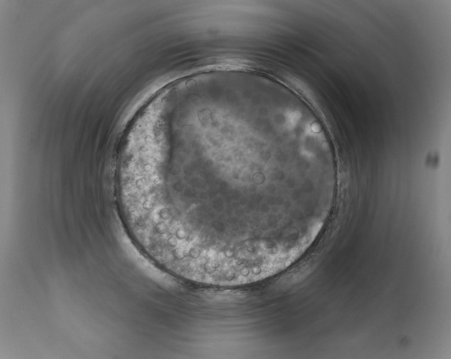 X0000112350851200909241100